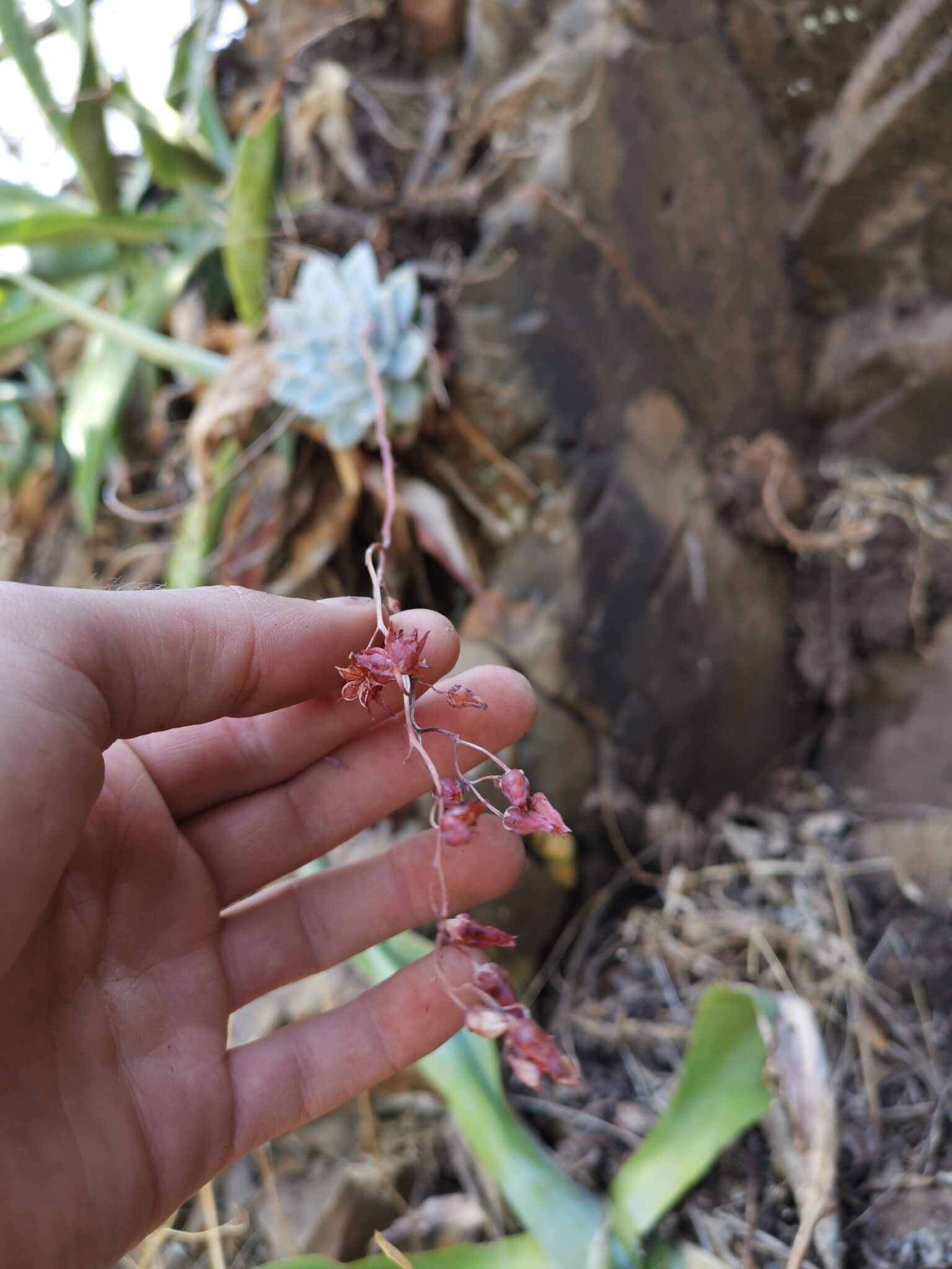 Echeveria colorata